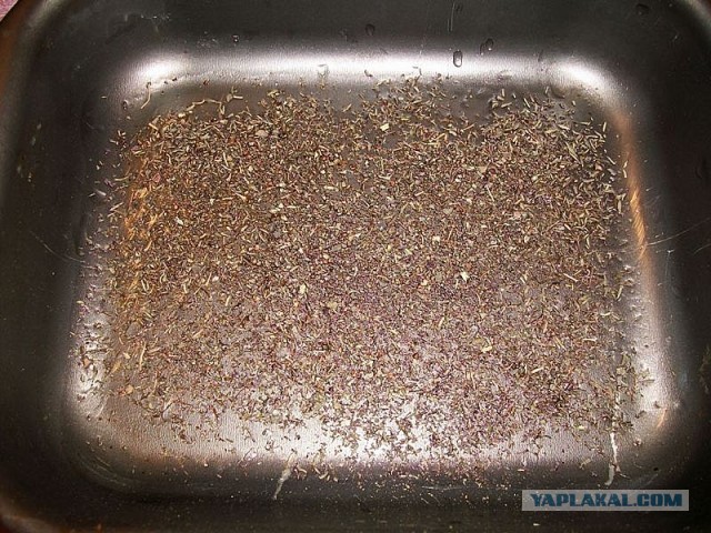 Крылинные курья