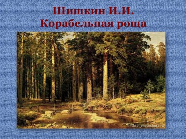 Уничтожение сосновой рощи в Санкт-Петербурге во время сильнейшего штормового ветра в понедельник