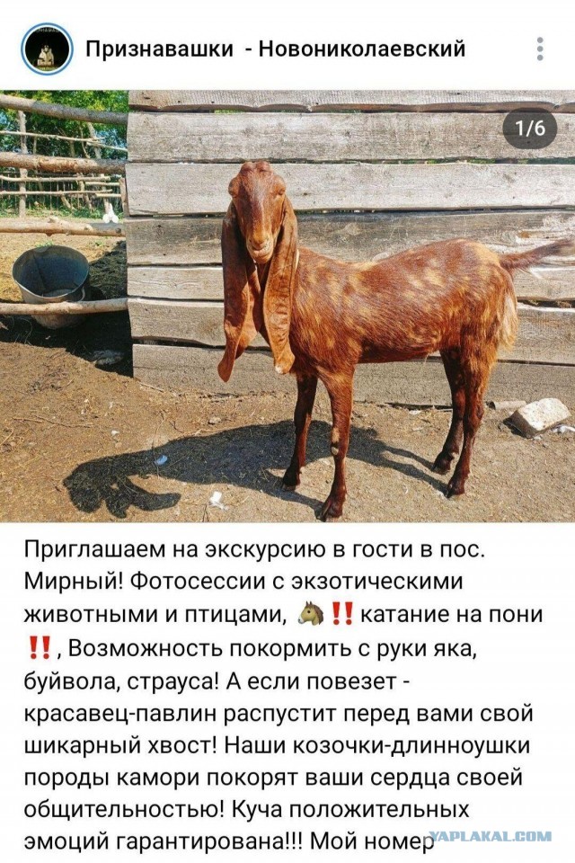 Веселая ферма: знакомьтесь, Кызя!