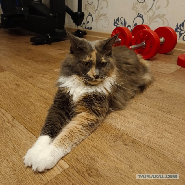 Кот мейн-кун, о котором не заботились