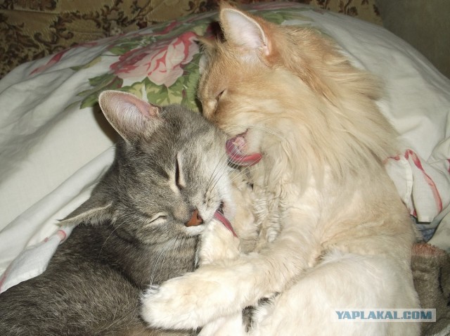 Котовторник 23.07.2013