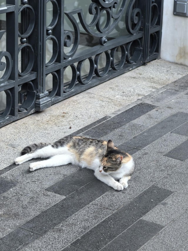 Уличные кошки Стамбула — 2