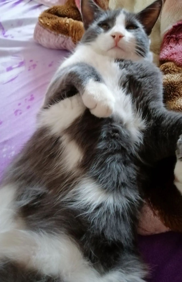 Котовторник Тимоноподобный