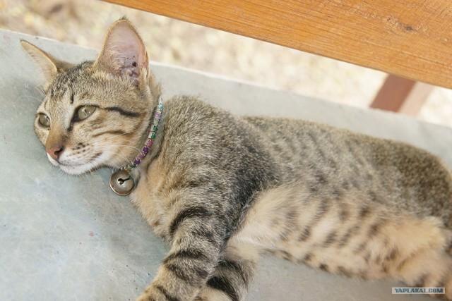 Шелковые дети под охраной гаруд