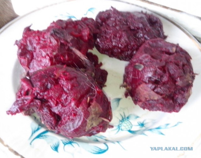 Вот уж не ждали от котов