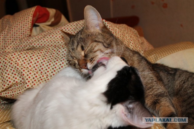 Котовторник 25.02.2014