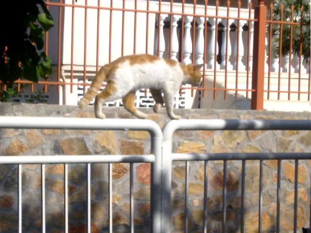 Котовторник 27.5.2014