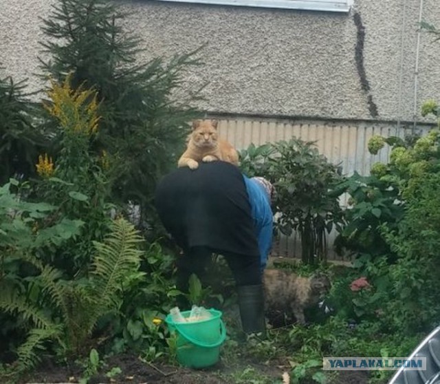 Котовторник 7.10.2014