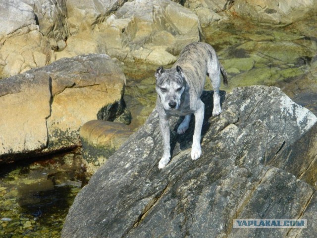 Бухта Теляковского