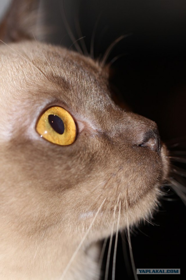 Котовторник