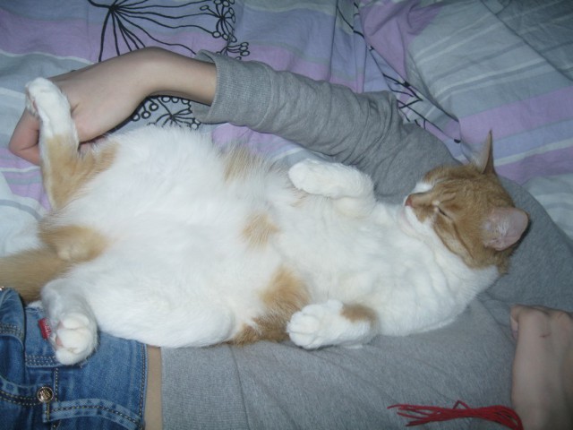 Котовторник 12.05.2015