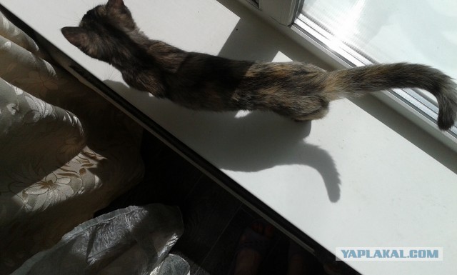 Котовторник  21.07.2015