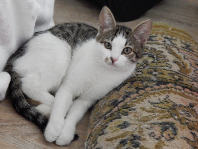 Про котов