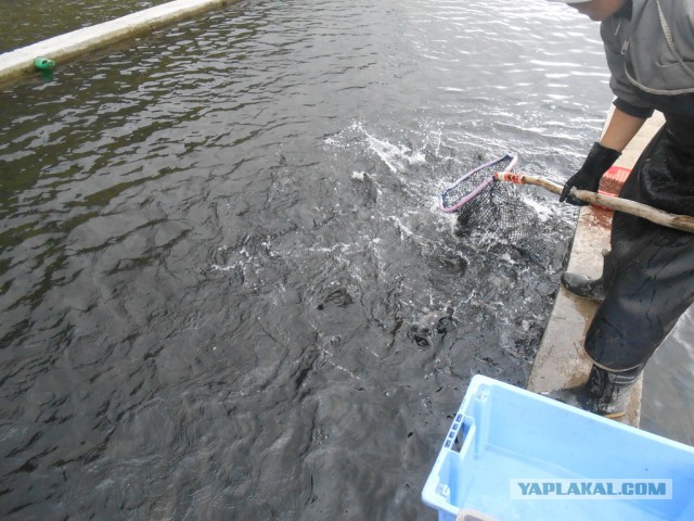 Рыбная ферма. Эквадор