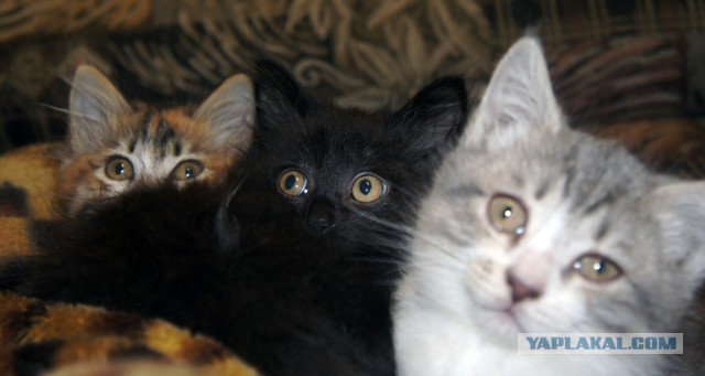Котовторник
