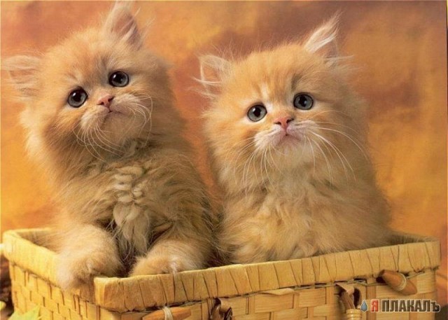 Коты, кошки, котята