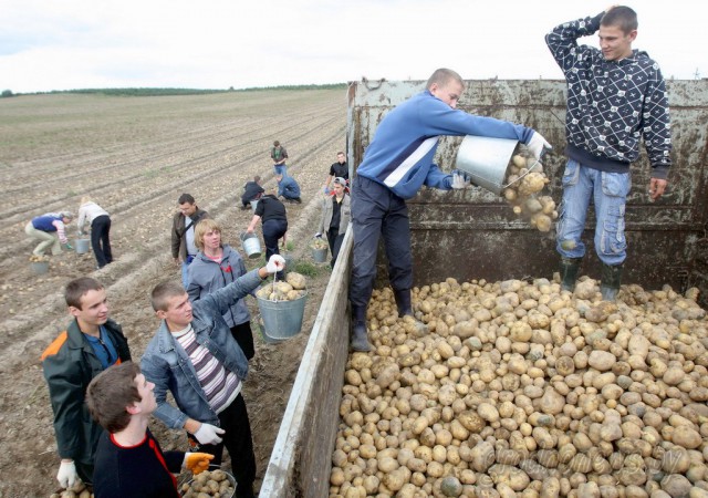 Посадка и окучивание картошки в Нидерландах , все для людей