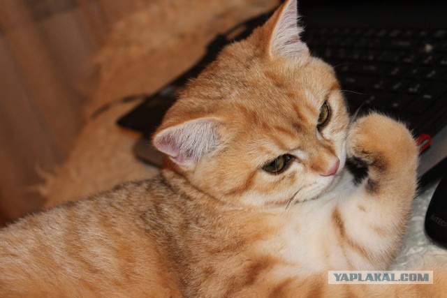 Котовторник - начало