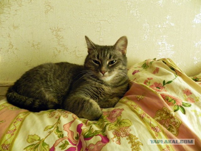Котовторник 05.07.16