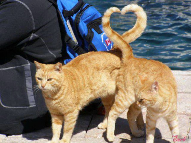 Кот с кошкой так влюблены друг в друга, что не могут скрыть свои чувства