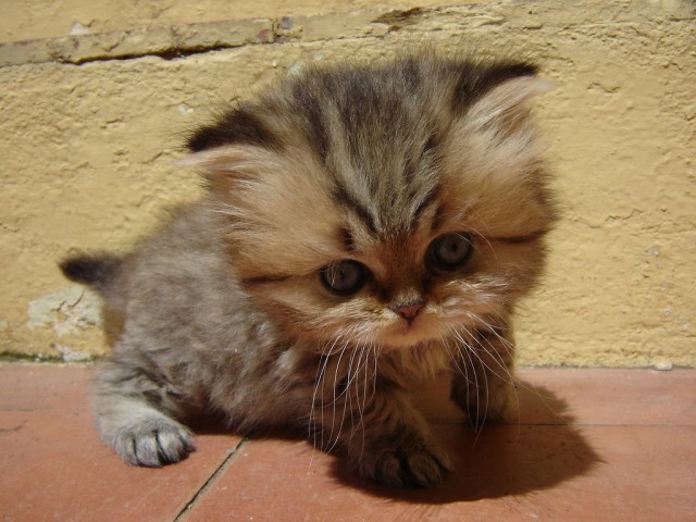Коты из сети