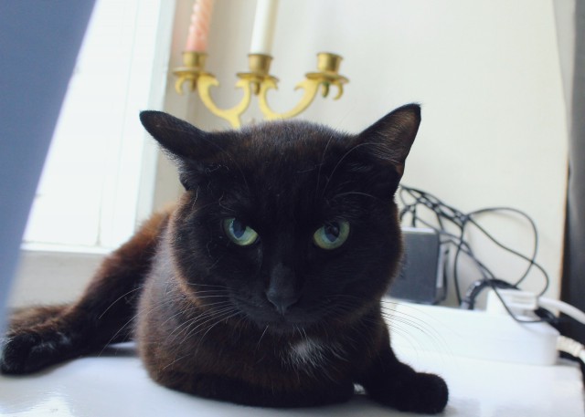 Коты из сети