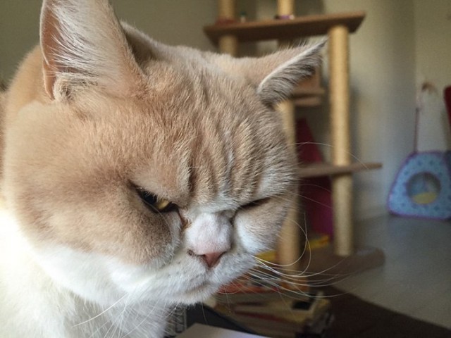 Коты из сети