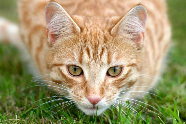 Коты и Кошки
