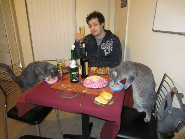 Коты и Кошки
