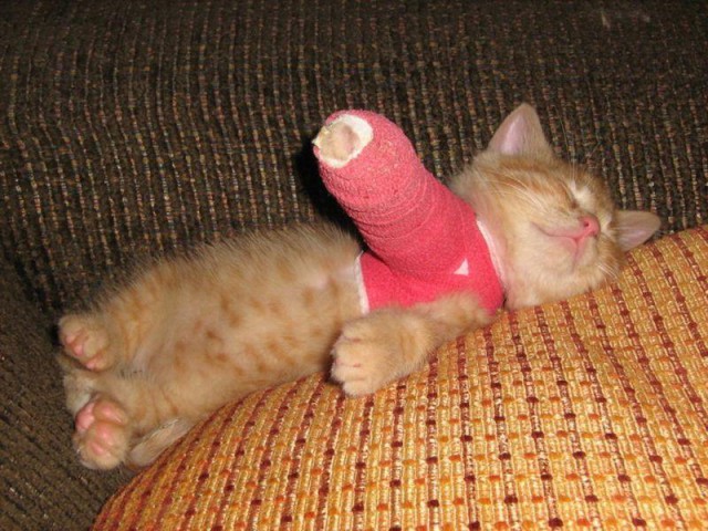 Коты и Кошки