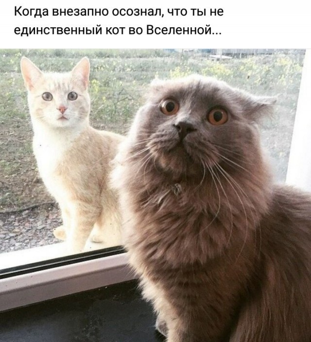 130 картинок для поднятия настроения!