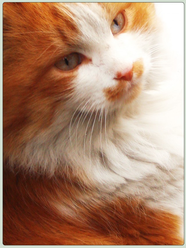 Коты и Кошки