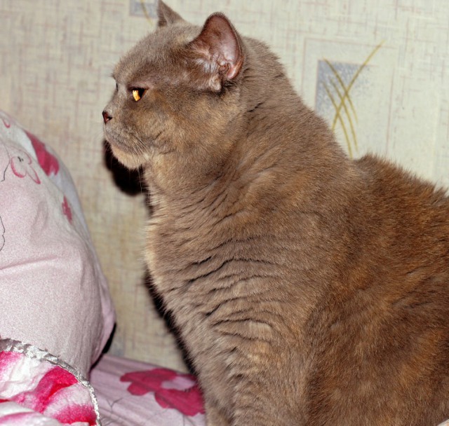 Котовторник 28.11.2017