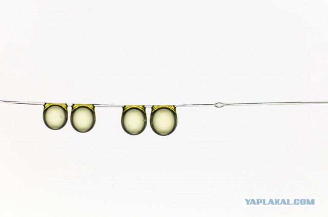 Победители Лондонского Королевского фотоконкурса научной фотографии.