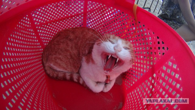 Котовторник ждали? А вот и он!