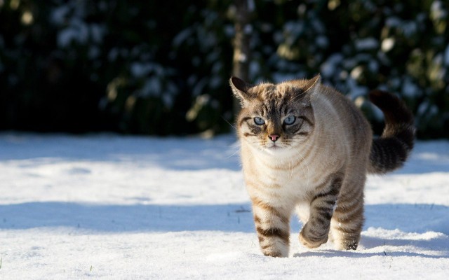 Кот без прикрас