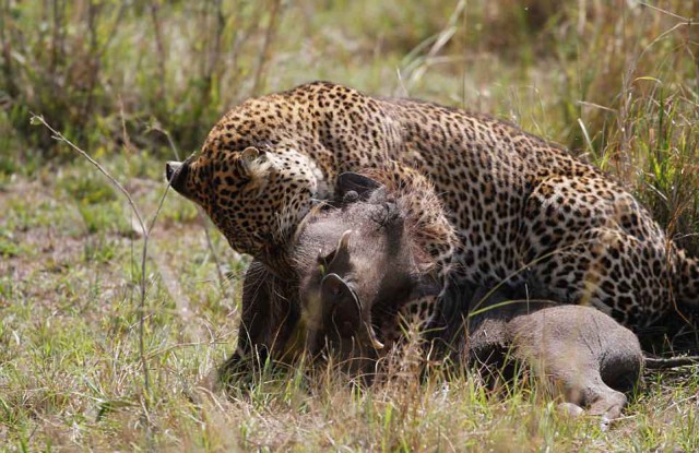 Охота леопарда на бородавочника