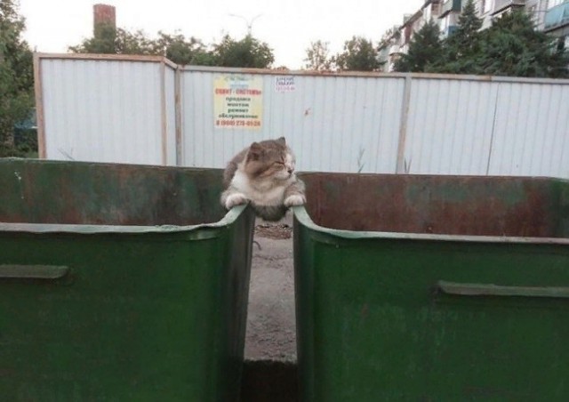 Прикольных котов пост