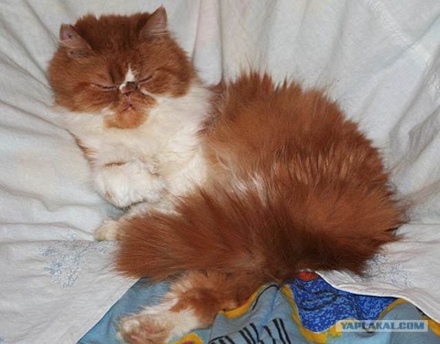 Котовторник на ЯПлакалъ 08.07.2008