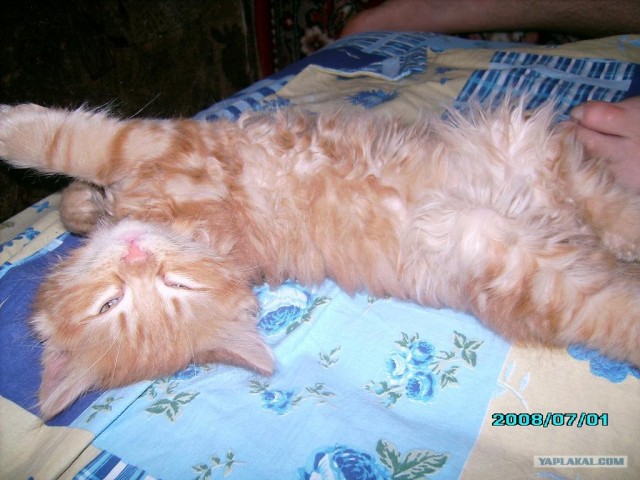 Рыжий котовторник на ЯПлакал!, Смотрим  и добавляем!