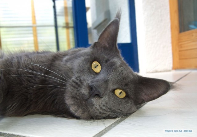 Уррааа! Котовторник на ЯПлакалъ!