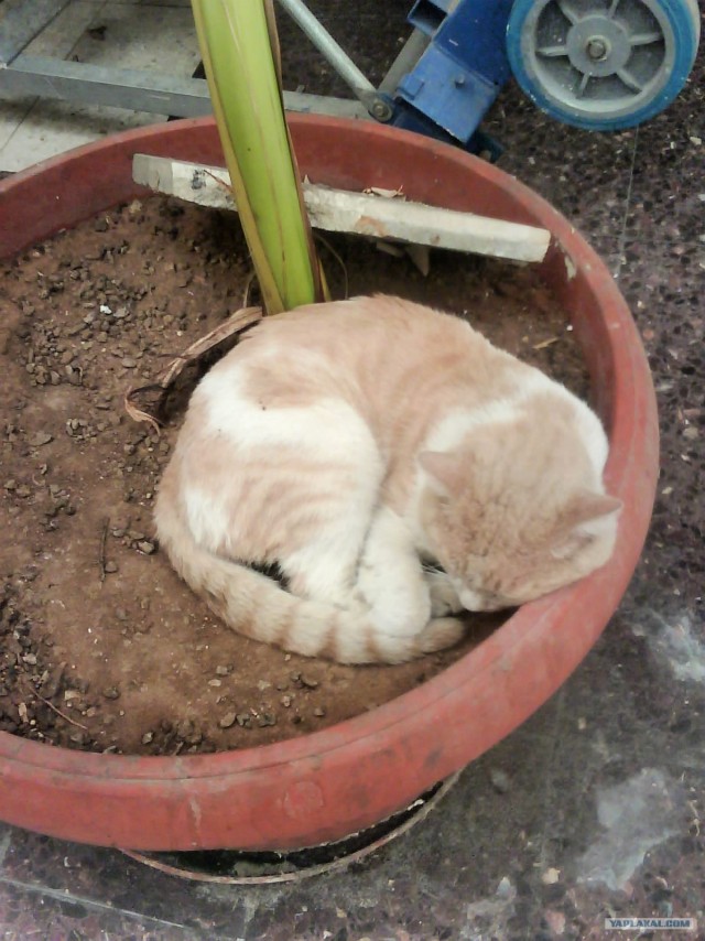 Котовторник на вторник, Котовторник