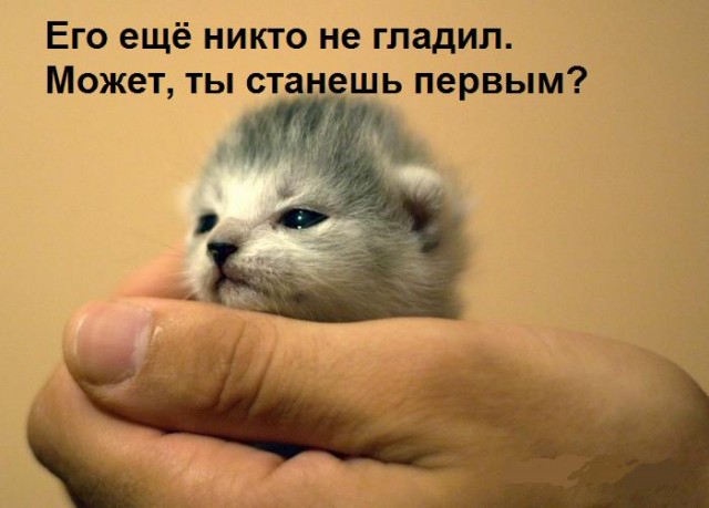 А может все-таки погладим?