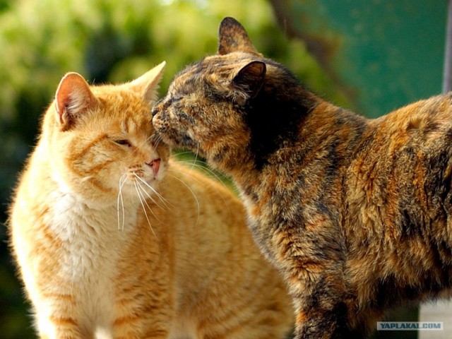 Котовторник (20.01)