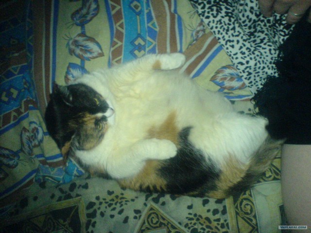 Котовторник на 31.03.2009