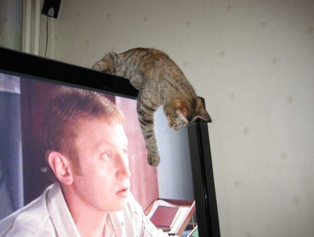 А вот и мы: котятовторник!