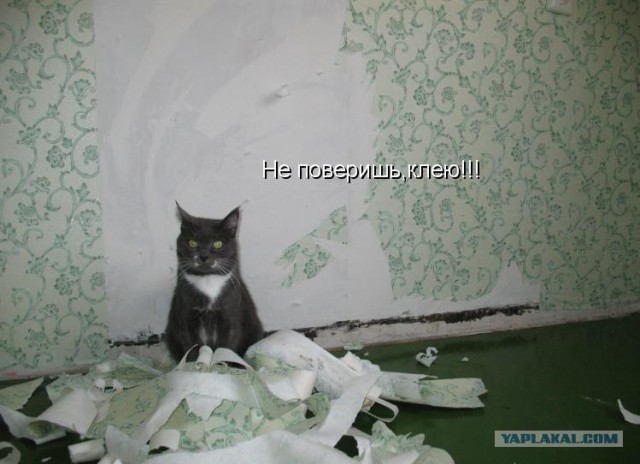 Котейкин вторник! Космический 12.04!