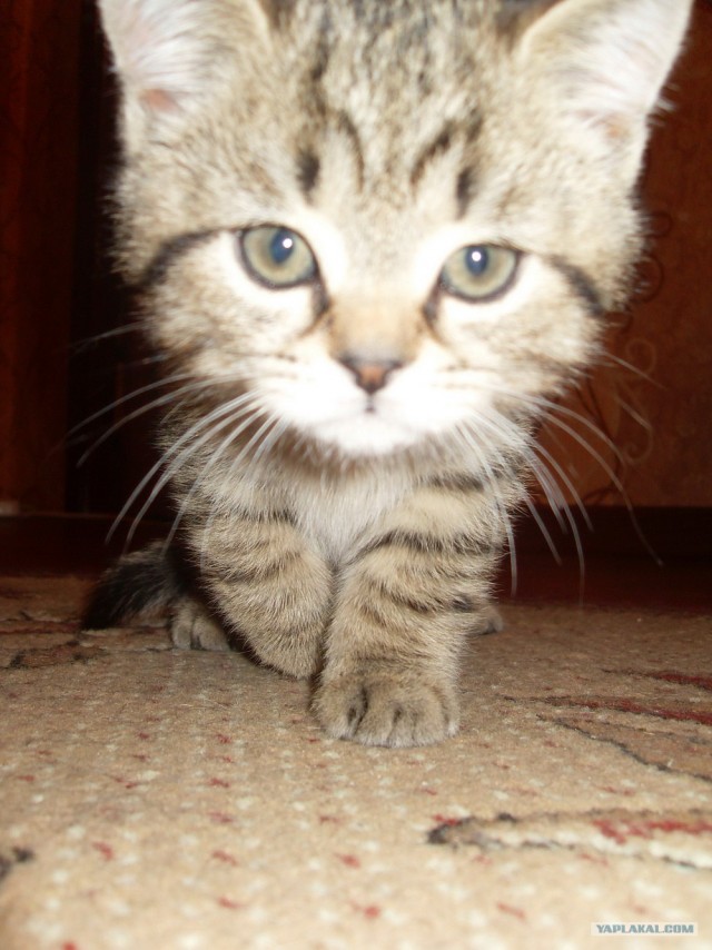 Котовторник в "КотоГетто"