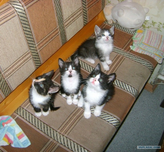 Котовторник 1.11.11