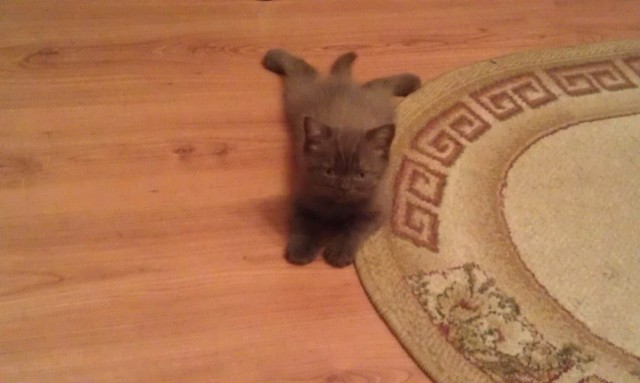 Котовторник 20.12.2011